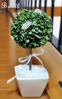�ȥԥ��꡼�Х��롧Topiary Basil