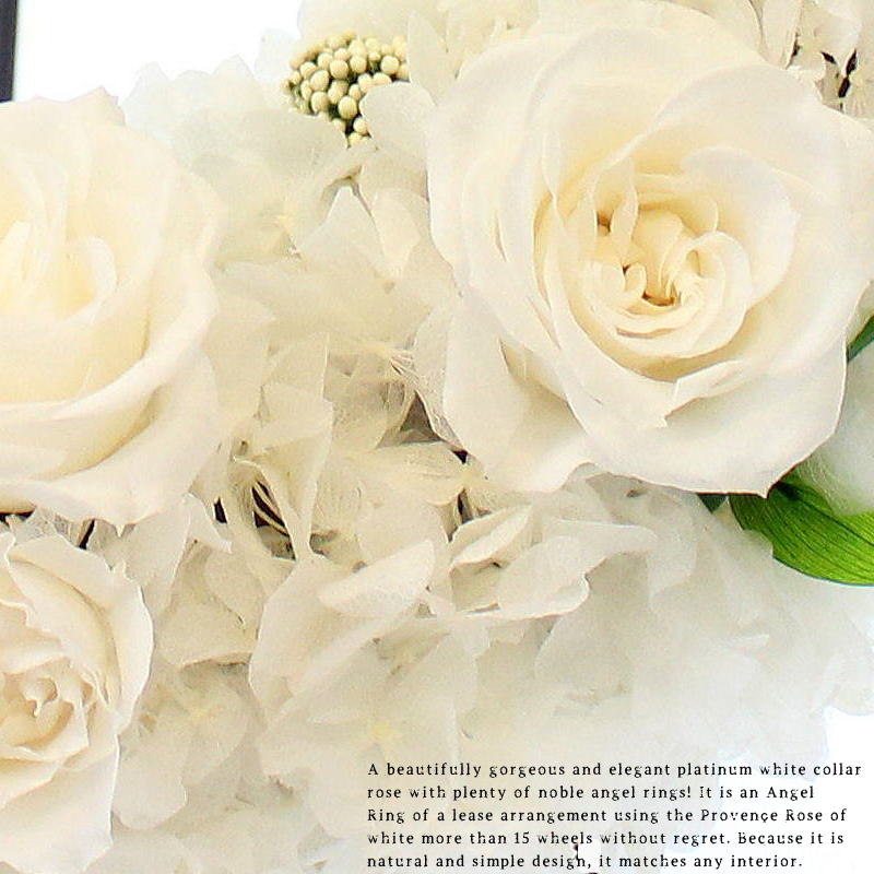 宝石のごとく美しい気品の白バラ