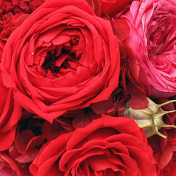 お祝いに人気の赤いバラのドーム型