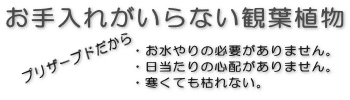 お手入れがいらない観葉植物