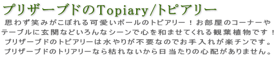 思わず笑みがこぼれる可愛いボールのトピアリー!お部屋のコーナーやテーブルに玄関、キッチンなど いろんなシーンで心を和ませてくれる観葉植物!プリザーブドのトピアリーは水のやりが不要なで お手入れ楽です。プリザーブドフラワーのトリアリーなら枯れないから日当たりの心配がありません。